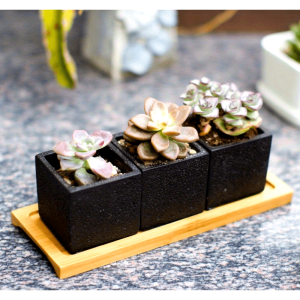 Square Succulent Planter Pots 2.5 inch Decorative Cement Pottery Cactus Flower Pot with Tray Set of 3pcs Black